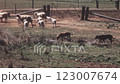 Merino Sheep and Working Dogs on Pasture in Queensland Australia 1960s 1970s 123007674