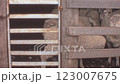Merino Sheep in Holding Pen on Australian Farm, 1960s Vintage 123007675