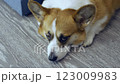 The Pembroke Welsh Corgi pet lies in the room next to the sofa and falls asleep. Cute pet face. 123009983