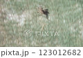 Lizard Running Across Grass, Australia, 1960s-1970s 123012682