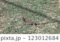 Lizard and Human Hand Interaction, Australia, 1960s-1970s 123012684