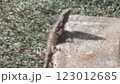 Lizard on Stone Surface Vintage Reptile Australia Historic 123012685