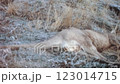 Deceased Kangaroo in Australian Outback Landscape, 1960s-1970s 123014715