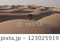 A vast desert landscape with rolling sand dunes and a lone palm tree standing as a symbol of resilience in an arid environment 123025919