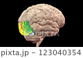 3D animation of a rotating brain highlighting the occipital gyri, superior (orange), middle (green), inferior (blue), cuneus (purple). These gyri are responsible for visual processing and perception. 123040354