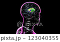 3D animation of a rotating brain highlighting the caudate nucleus (yellow), putamen (green), globus pallidus (red), and thalamus (blue). 123040355