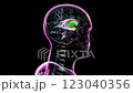 3D animation of a rotating brain highlighting the caudate nucleus (red), putamen (green), amygdala (yellow), and ventricles (purple transparent).  123040356