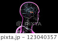 3D animation of a rotating brain highlighting the amygdala, responsible for emotion processing, fear response, and linked to anxiety, post-traumatic stress disorder, and depression. 123040357
