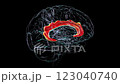 Cingulate gyrus, involved in emotion regulation, decision-making, and linked to depression, anxiety, and obsessive-compulsive disorder, highlighted in human brain, 3D animation. 123040740