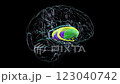 Caudate nucleus (yellow), putamen (green), globus pallidus (red), and thalamus (blue) in human brain, 3D animation. 123040742