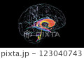 Caudate nucleus (orange) and ventricles (rainbow) in brain, 3D animation. The caudate nucleus controls motor functions, learning, and memory, its dysfunction leads to Huntington's disease. 123040743