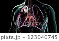 3D animation of a transparent human body showing cavitary tuberculosis in the upper lobe of the right lung, depicting lung damage and cavities. 123040745