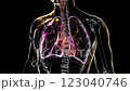 3D animation of a transparent human body showing apical tuberculosis in the upper lobe of the right lung. 123040746