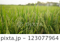 Young rice are growing in Rice field 123077964