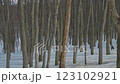 八甲田的春天，殘留積雪的山毛櫸林 123102921