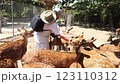 A man hands feeds deer in a park on Orchid Island in Vietnam, Nha Trang. Deer crowd, push, and beg for treats. Close-up, selective focus. Real time. 123110312