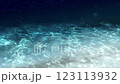 in the sea, water, aquatic 123113932