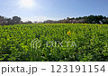 Rapeseed flower field before full bloom 123191154