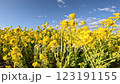 Flowers swaying in the strong wind in a flower field in full bloom 123191155