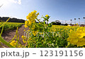Flowers swaying in the wind in a field of rapeseed flowers in full bloom 123191156