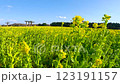 Rapeseed field and palm tree 123191157