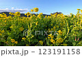 Rape blossoms swaying in the strong winds, Atsumi Peninsula, Aichi Prefecture 123191158