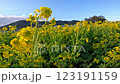 Canola flowers swaying in the strong winds in a field of rapeseed flowers, Atsumi Peninsula, Aichi Prefecture 123191159