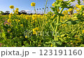 Flowers swaying in the wind in a rapeseed field 123191160