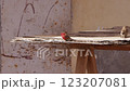 One Firefinch Bird perching on a bench in a Garden Looking Around 123207081