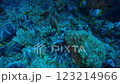A flock of yuzen flowers, Ogasawara, Tokyo 123214966