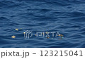 Plastic waste floating in the ocean, Ogasawara, Tokyo 123215041