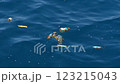 Plastic waste floating in the ocean, Ogasawara, Tokyo 123215043