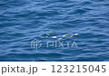 Plastic waste floating in the ocean, Ogasawara, Tokyo 123215045