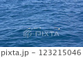 Plastic waste floating in the ocean, Ogasawara, Tokyo 123215046