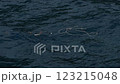 Plastic waste floating in the ocean, Ogasawara, Tokyo 123215048