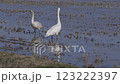 Whooper swan parents disciplining their young 123222397