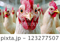 White rooster staring at camera in chicken coop 123277507