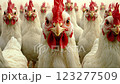 Group of white chickens staring at camera 123277509