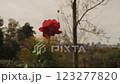 Rose flowers swaying in the wind 123277820