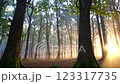 A forest in which the morning sun shines 123317735