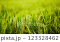 Young rice are growing in Rice field 123328462