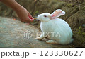 Albino Rabbit Resting Outdoors: Close-up of a Fluffy White Bunny Albino Rabbit Resting Outdoors: Close-up of a Fluffy White Bunny 123330627