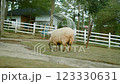 Lone Sheep Grazing Peacefully in a Lush Green Meadow Landscape Lone Sheep Grazing Peacefully in a Lush Green Meadow Landscape 123330631