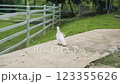 Peaceful white dove on a concrete path near a rural white fence Peaceful white dove on a concrete path near a rural white fence 123355626