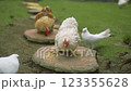 Chicken with White Doves on Lush Green Grass Lawn Chicken with White Doves on Lush Green Grass Lawn 123355628