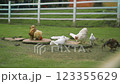 Roosters chickens and doves graze on a farm with a white fence background Roosters chickens and doves graze on a farm with a white fence background 123355629