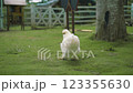 White Silkie Chicken Walking on Green Grass Backyard Farm Scene Calm Day White Silkie Chicken Walking on Green Grass Backyard Farm Scene Calm Day 123355630