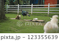 A turkey and several chickens in a farmyard with a white fence background A turkey and several chickens in a farmyard with a white fence background 123355639