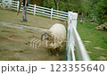 Fluffy sheep grazing in a green pasture behind white wooden fence Fluffy sheep grazing in a green pasture behind white wooden fence 123355640