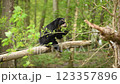 ЗАГРУЗИЛА Spectacled bear sits on a branch and eats leaves 123357896